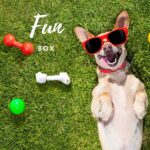 FUN Box