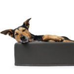 Hundebett Harko Premium – Bild 2