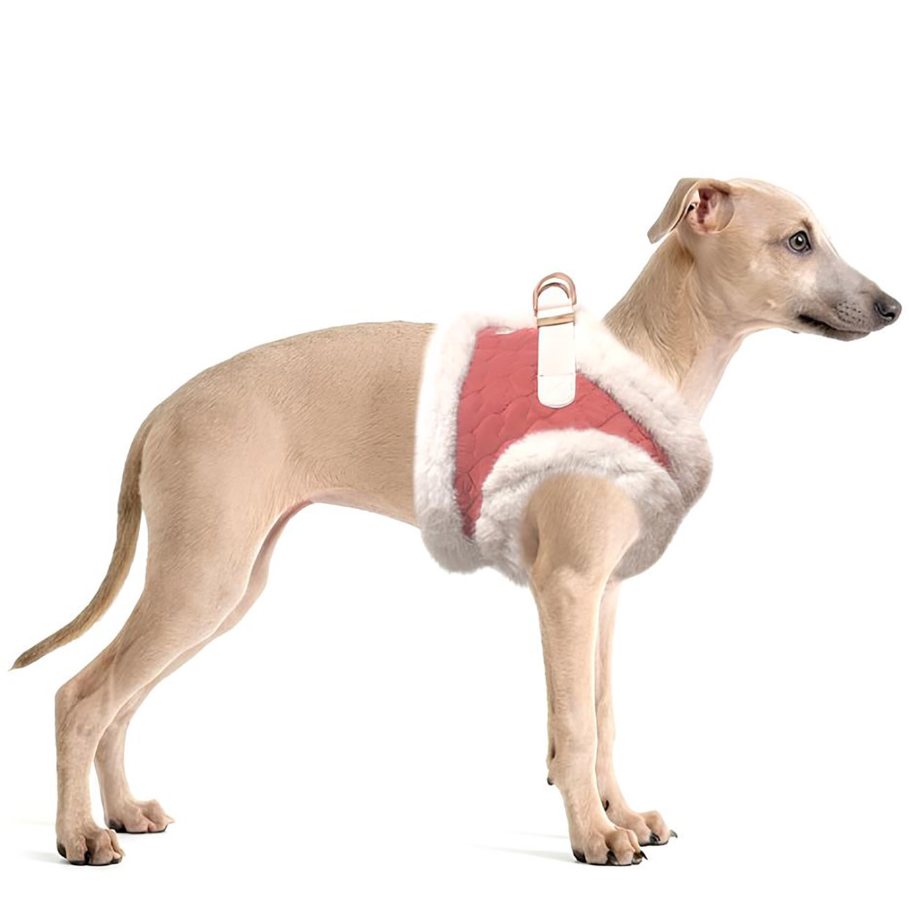 Hundegeschirr SOLENE