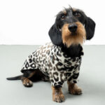 Hundepullover Dackel LEO