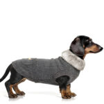 Hundepullover YELENA