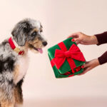 Interaktives Schnueffelspielzeug Fuer Hunde Als Weihnachtsgeschenk