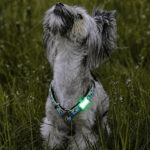 Matrix Mini LED Sicherheitslicht Fuer Kleine Hunde Und Katzen Rosa