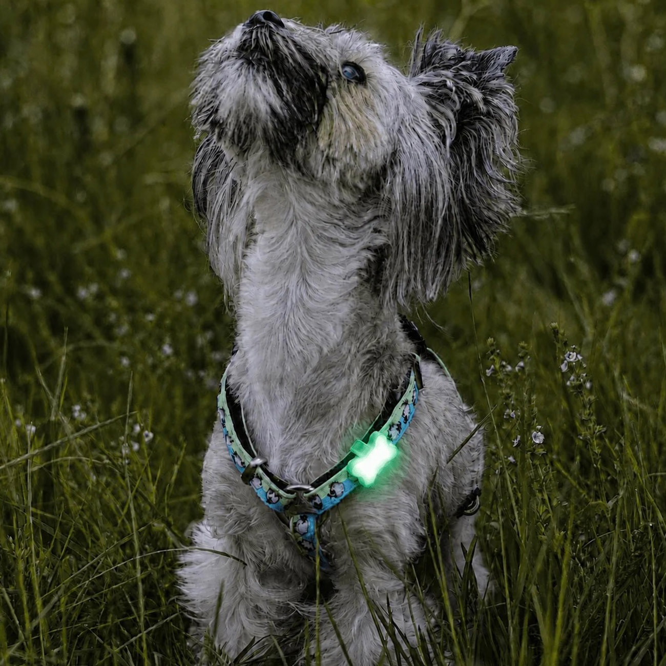 Matrix Mini LED Sicherheitslicht Fuer Kleine Hunde Und Katzen Rosa