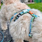 Matrix Mini LED Sicherheitslicht Fuer Kleine Hunde Und Katzen Sand