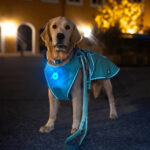 Matrix Ultra LED Sicherheitslicht Fuer Hunde Mehrfarbig 5-In-1