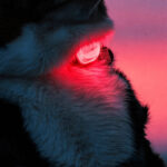 Matrix Ultra LED Sicherheitslicht Fuer Hunde Mehrfarbig 5-In-1