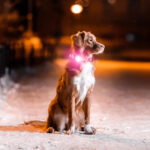 Matrix Ultra LED Sicherheitslicht Fuer Hunde Mehrfarbig 5-In-1