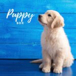 Puppy box