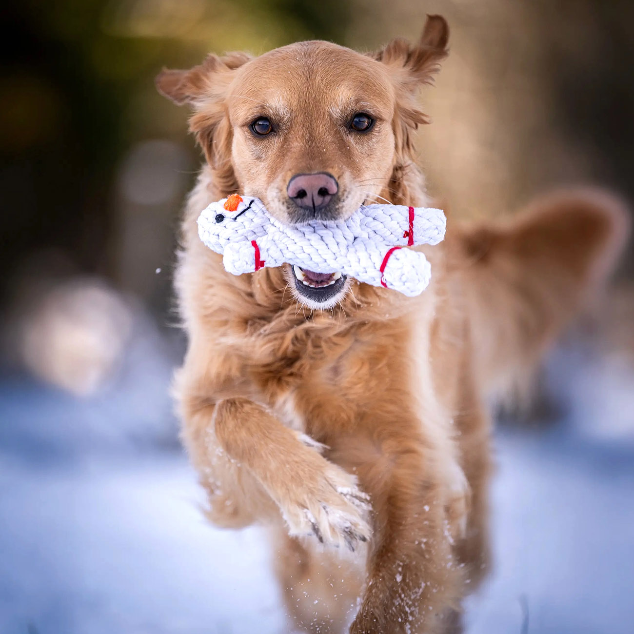 SHAWN DER SCHNEEMANN Weihnachtliches Kauspielzeug Fuer Hunde Aus Baumwolle
