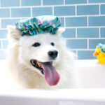 SPLISH SPLASH Shower Quack