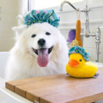 SPLISH SPLASH Shower Quack