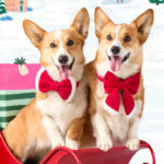 Santa Paws Damen Hundeschleife