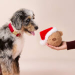 Santa Teddybaer In Huepf Hundespielzeug