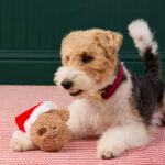 Santa Teddybaer In Huepf Hundespielzeug