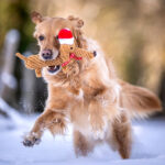 Weihnachtliches Dackel Kauspielzeug Fuer Hunde SANTA SAUSAGE Aus Baumwolle