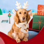 Weihnachtliches Strickbandana Fuer Hunde Mit Rentier